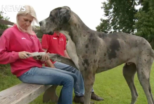 Major weighs a whopping 76 kilograms. Photo / YouTube, itv NEWS